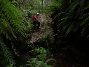 Rainforest Walk