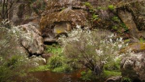 Wildflowers on the Cudgegong